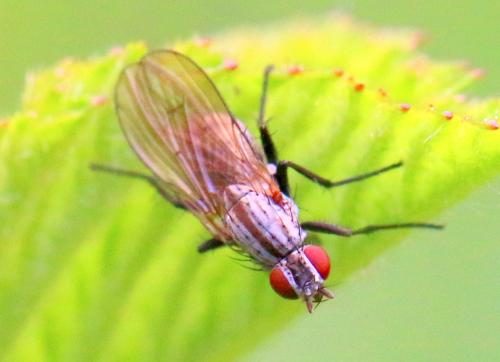 Anthomyia confusanea